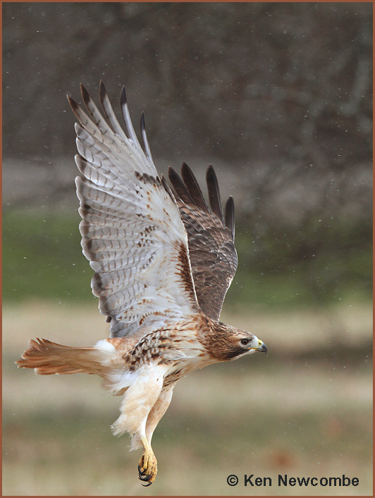 Red-tailed hawk